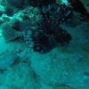 Picture taken during the dive