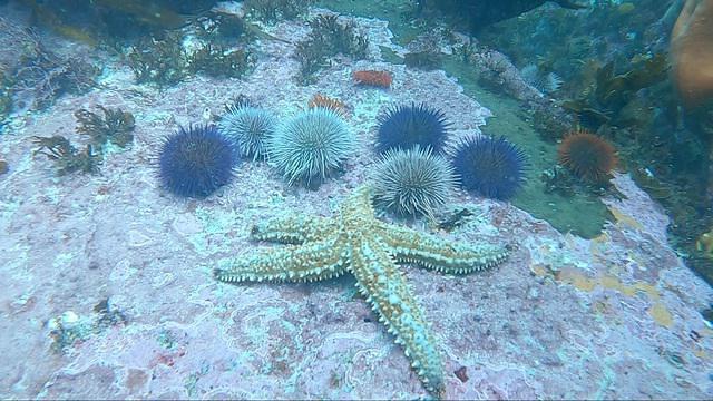 Into The Blue - Dive Center in South Africa