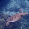 Picture taken during the dive