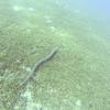 Picture taken during the dive
