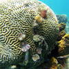 Picture taken during the dive