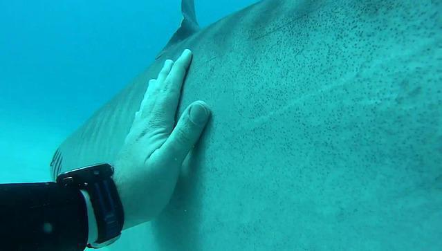 Diving in Bahamas, Grand Bahama - By Regis2