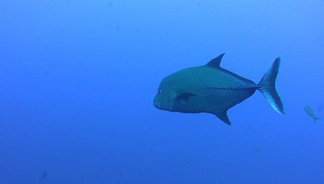 Baja Diving & Service/Club Cantamar - Dive Center in México