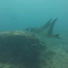 Picture taken during the dive