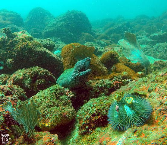 By Fish Mergulho - Dive Center