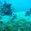 Picture taken during the dive