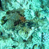 Picture taken during the dive