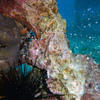 Picture taken during the dive