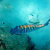 Picture taken during the dive