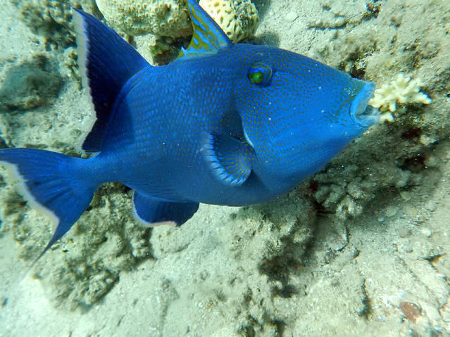 Isrotel Manta - Dive Center in Israel