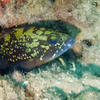 Picture taken during the dive