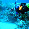 Picture taken during the dive