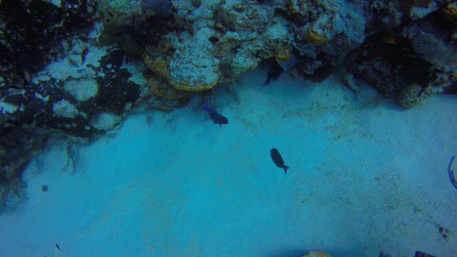 Blue Angel Resort - Dive Center in Mexico