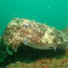 Picture taken during the dive