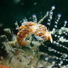 Picture taken during the dive