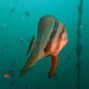 Picture taken during the dive