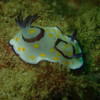Picture taken during the dive