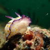Picture taken during the dive