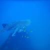 Picture taken during the dive