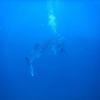 Picture taken during the dive