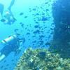 Picture taken during the dive