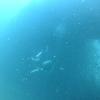 Picture taken during the dive
