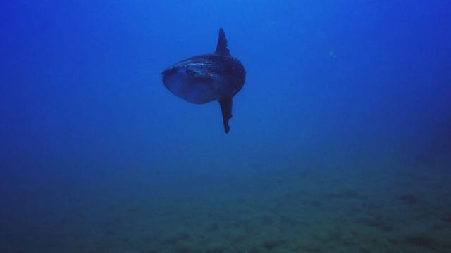 NISOS BENIDORM DIVE CENTRE - Dive Center in Spain