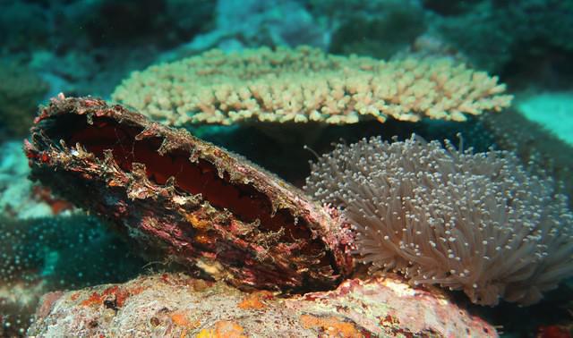 Diving in Vanuatu, Mele Bay - By Steve Grimmett