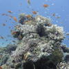 Picture taken during the dive