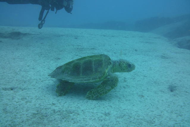 Punta Amanay - Dive Center in Spain