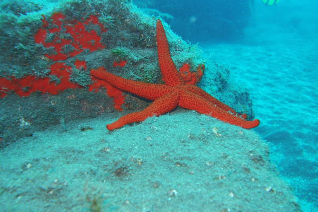 Diving in Spain, Playa de Tapahuega - By Duncan Megens