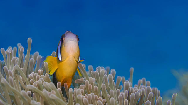 Just Diving LImited - Dive Center in Mauritius
