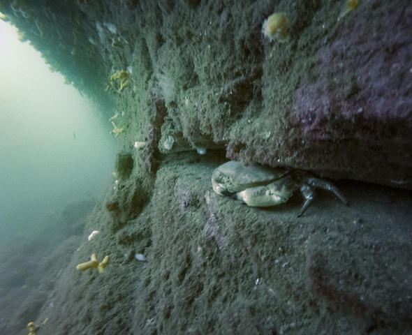 Dive Team - Dive Center in Sweden