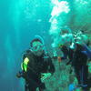 Picture taken during the dive