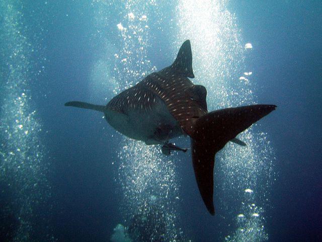 Southern Cross (lob) - Liveaboard in Maldives