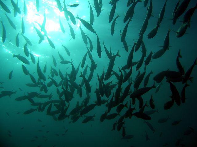 Submares - Dive Center in Spain