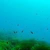 Picture taken during the dive