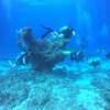Picture taken during the dive