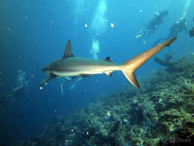 Felipe Diving - Dive Center in Colombia