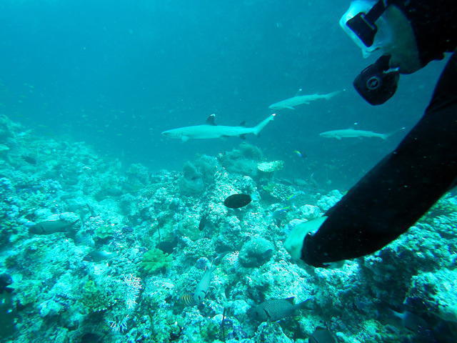 Bluetribe Moofushi - Dive Center