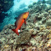 Picture taken during the dive