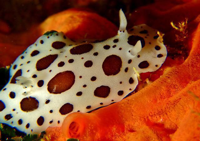 OCEANSUB-ESTARTIT - Dive Center in Spain