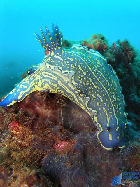 INDIGO DIVERS - Dive Center in Portugal