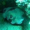 Picture taken during the dive