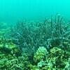 Picture taken during the dive