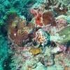 Picture taken during the dive