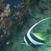 Picture taken during the dive