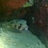 Picture taken during the dive
