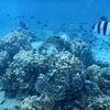 Picture taken during the dive