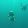 Picture taken during the dive